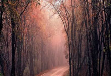 开云下载-安菲尔德风暴！利物浦5-0血洗大黄蜂，六连胜剑指冠军王座