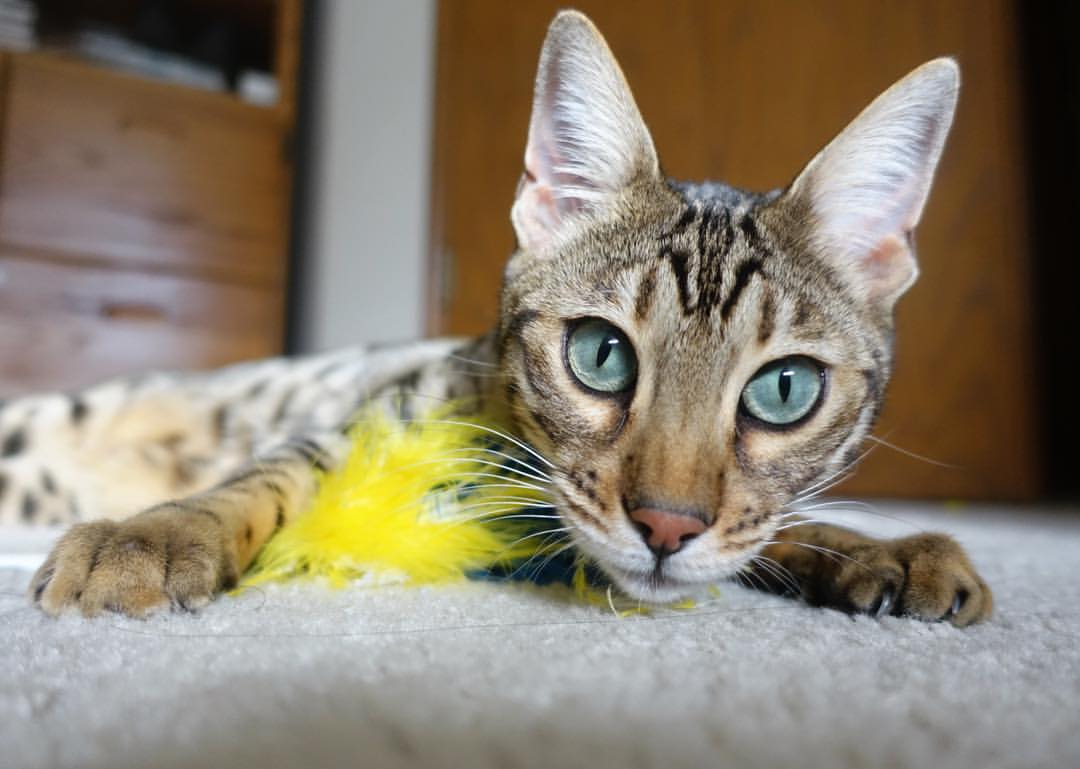 足球史诗的双重乐章，马赛横扫塞维利亚，阿圭罗欧冠决赛封神