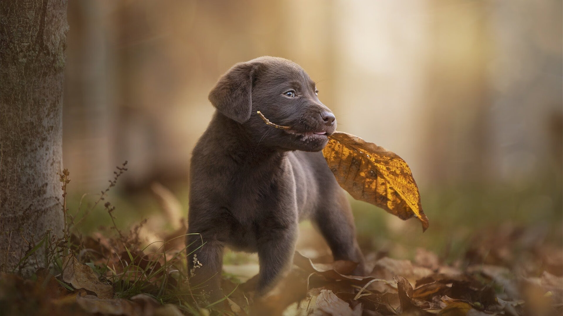 雷霆万钧碾压式胜利,杜兰特演绎死神降临时刻