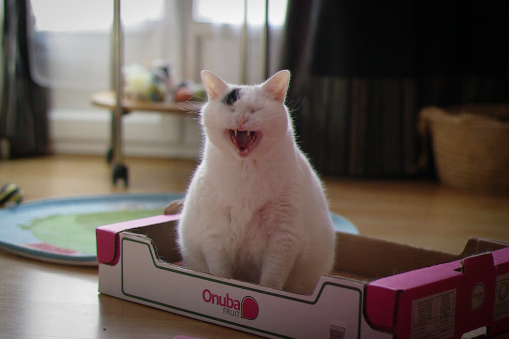 切特里程碑之夜,森林狼力克吉林队,新星闪耀全场