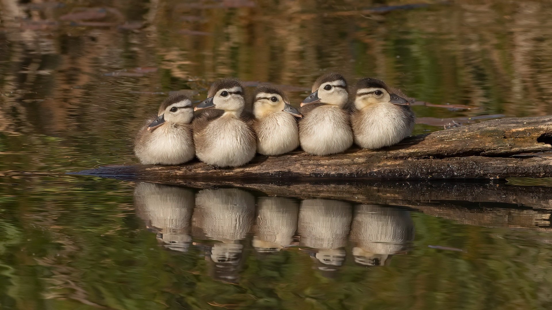 开云体育官网-欧冠决赛焦点战，魔术全面压制雷霆，篮球艺术绽放巅峰