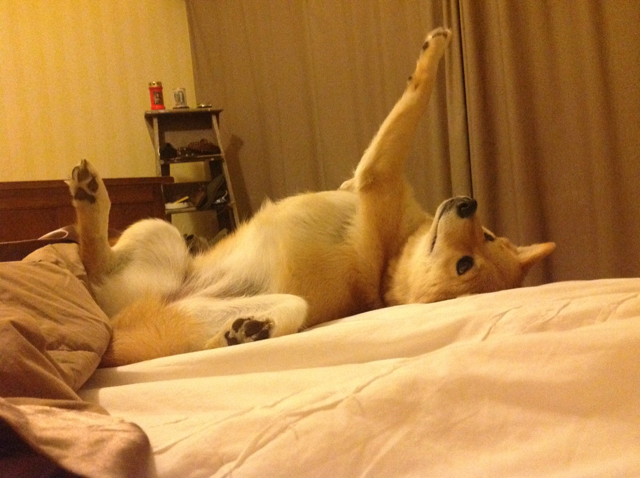 当东方巨龙撞碎星辰,欧冠模拟战广厦史诗级击溃篮网启示录