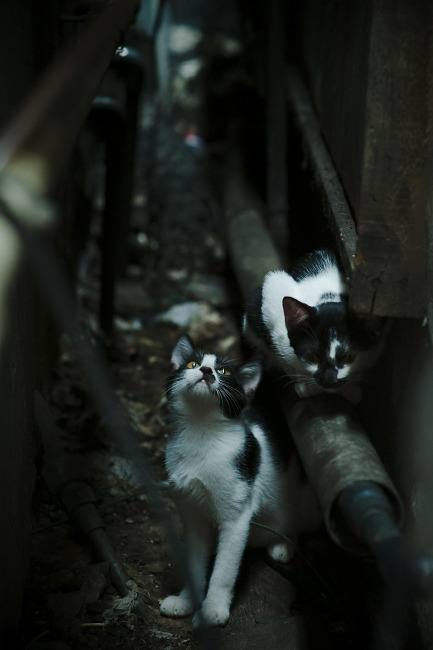 开云体育-爱德华兹末节17分导演逆转！猛龙主场20分翻盘击退掘金