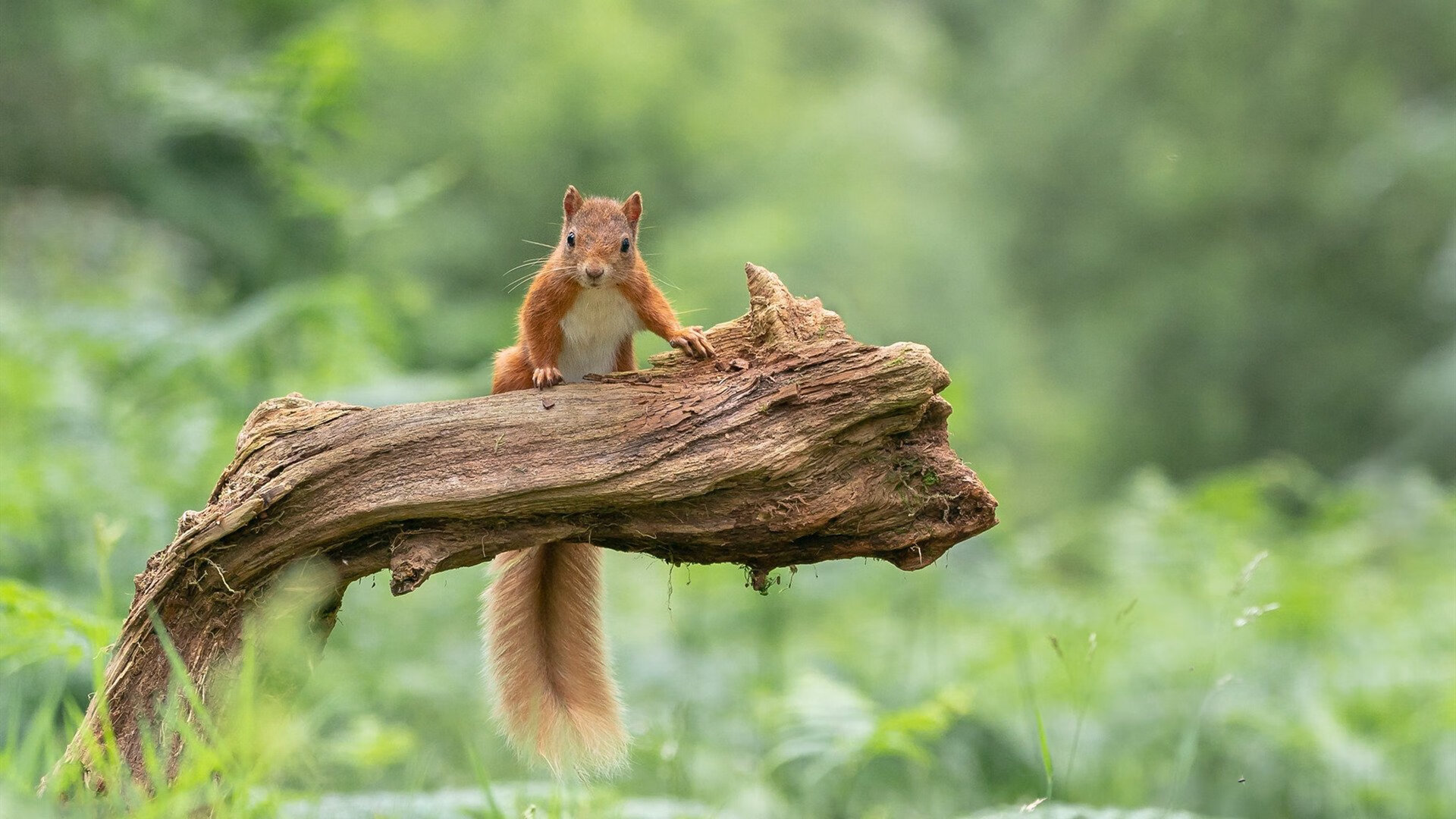 篮球双雄会,辽宁队斩落尼克斯,克莱抢七定乾坤