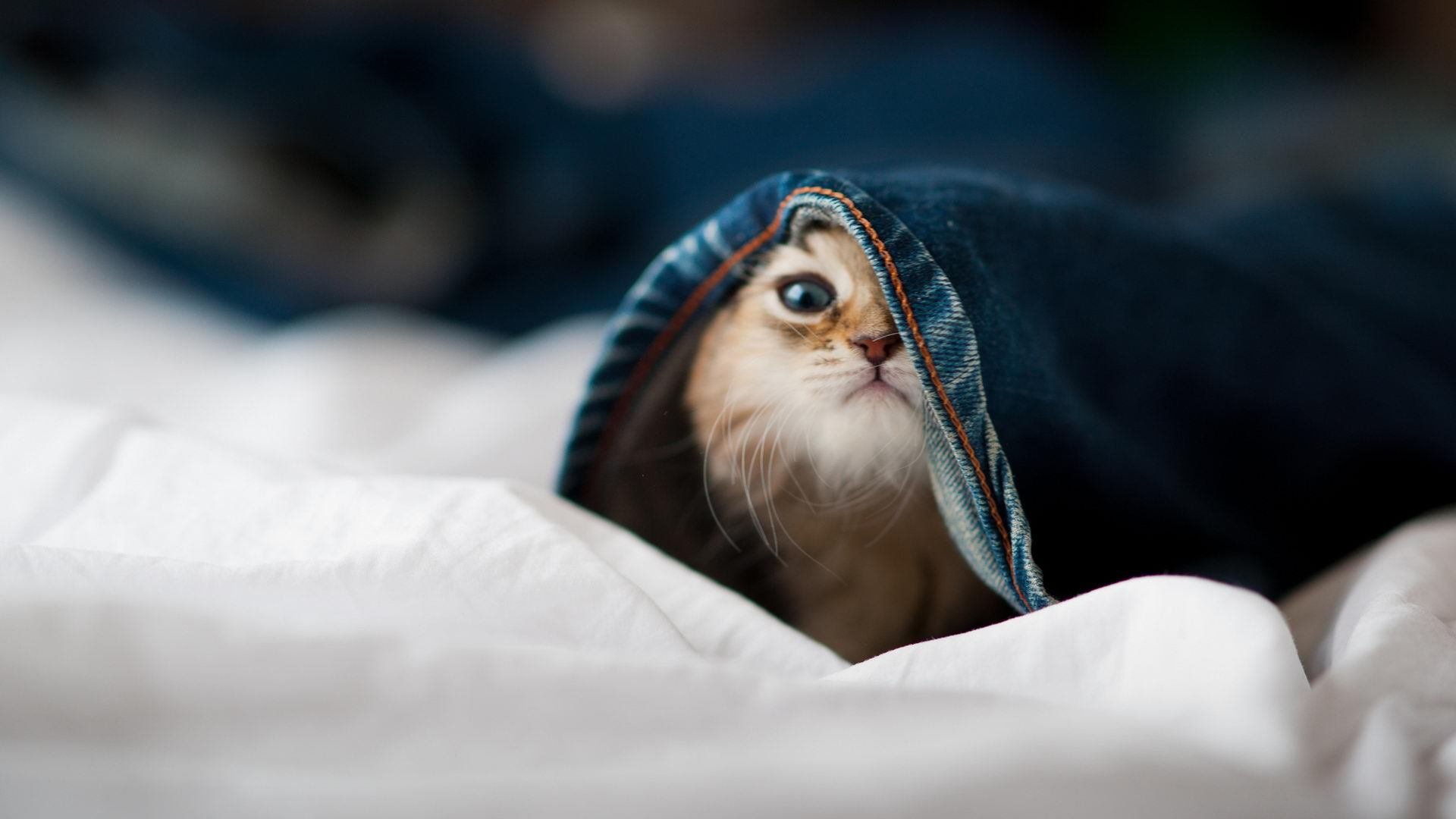 开云下载-西亚卡姆全场最佳无争议，新疆队疾风骤雨冲垮北京队