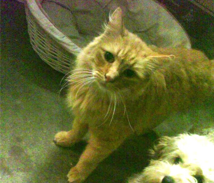 开云体育下载-巴尔韦德爆发与土耳其封锁威尔士，绿茵场的突破与地缘政治的棋局