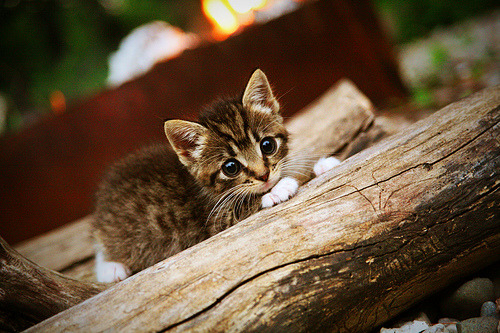 雷恩对决莱比锡红牛，哈兰德欧冠赛场的高光铭刻