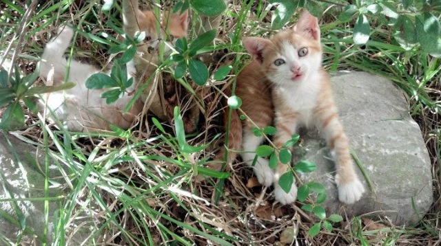 76人铁壁封锁上海队，新星切特21分锁定胜局