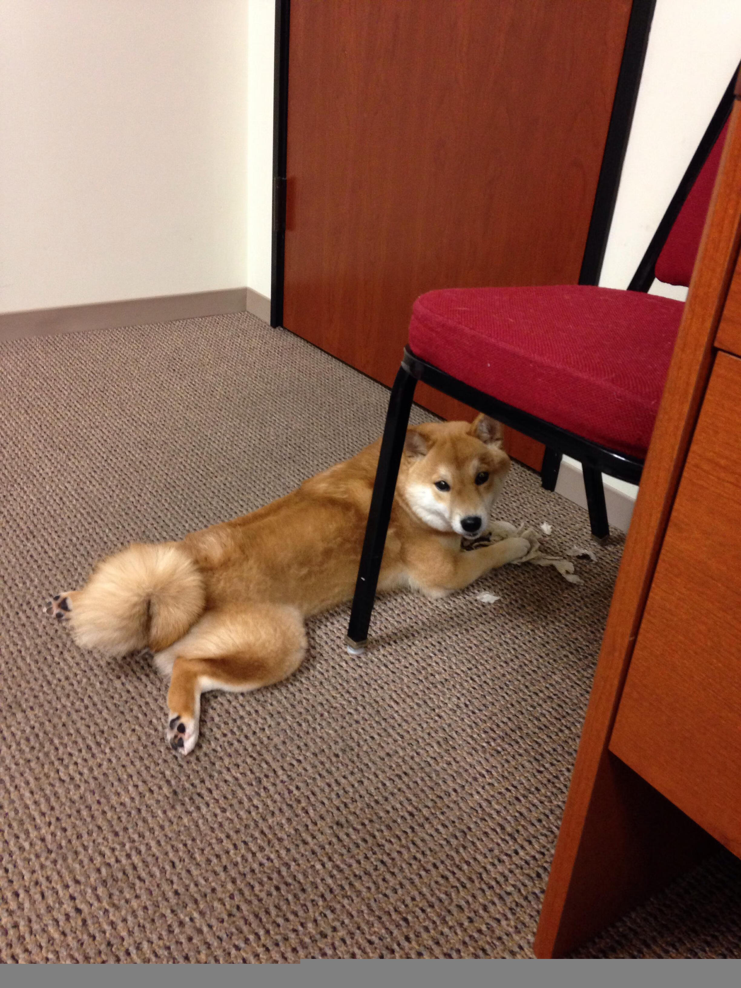 开云APP-当阿姆斯特丹的坚冰击穿蓝黑城墙，阿克一箭穿心，秘鲁上演魔幻现实主义胜利