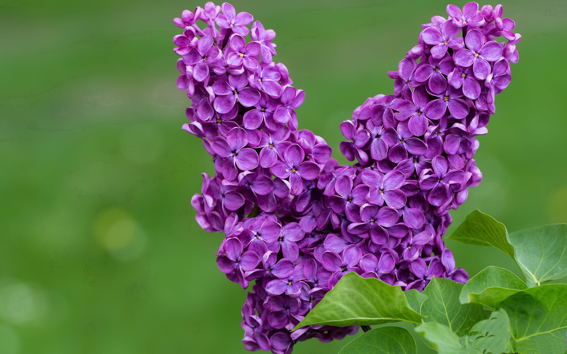 开云体育APP下载-欧冠夜突围！楚阿梅尼惊天远射定乾坤，那不勒斯扼住曼联咽喉