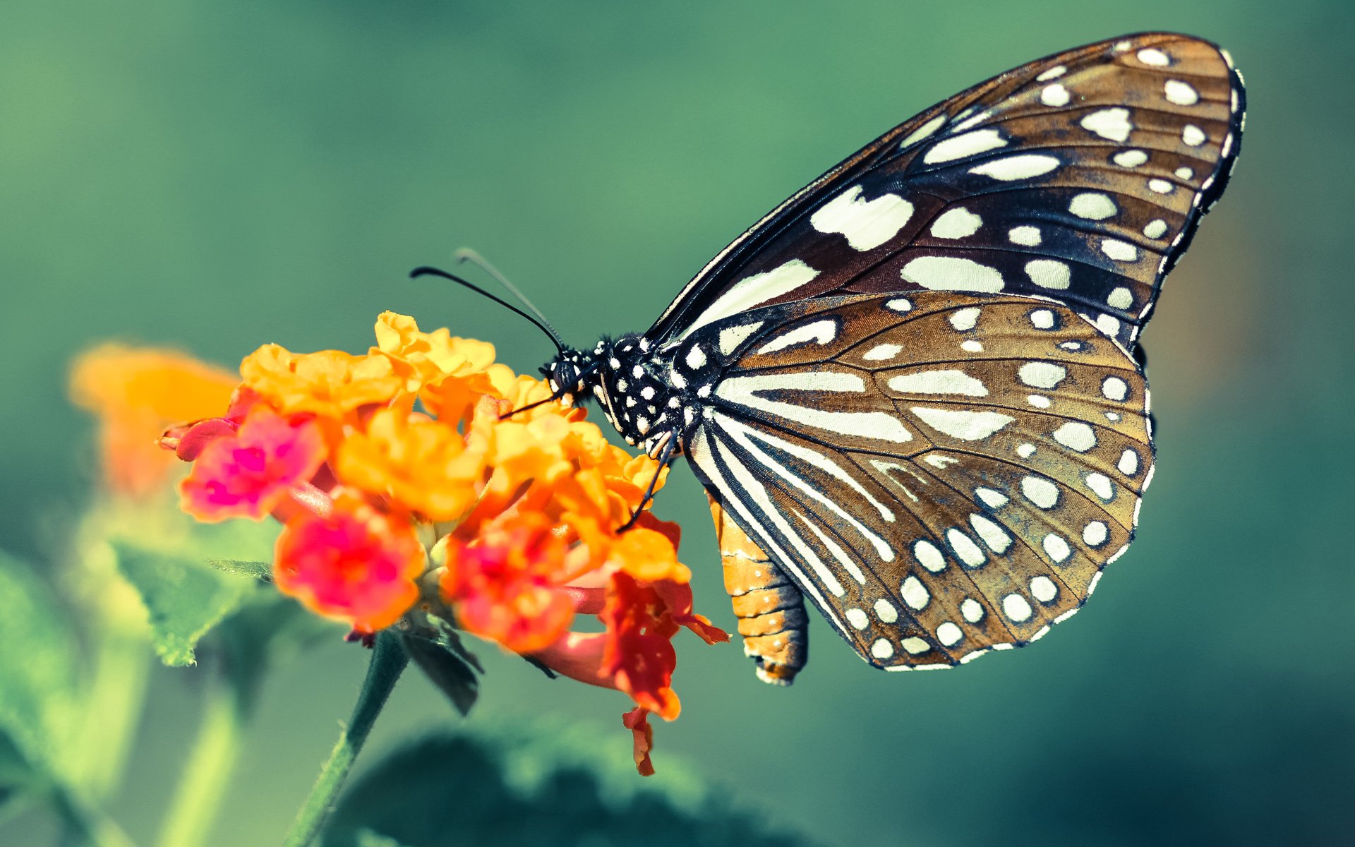 森林狼踏平雄鹿,恩比德欧冠半决赛接管比赛—双线赛场上的篮球盛宴