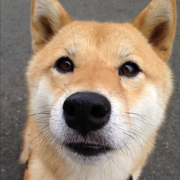 开云体育官网-惊天逆转夜，阿劳霍爆裂破局，尼斯气走莱比锡红牛！