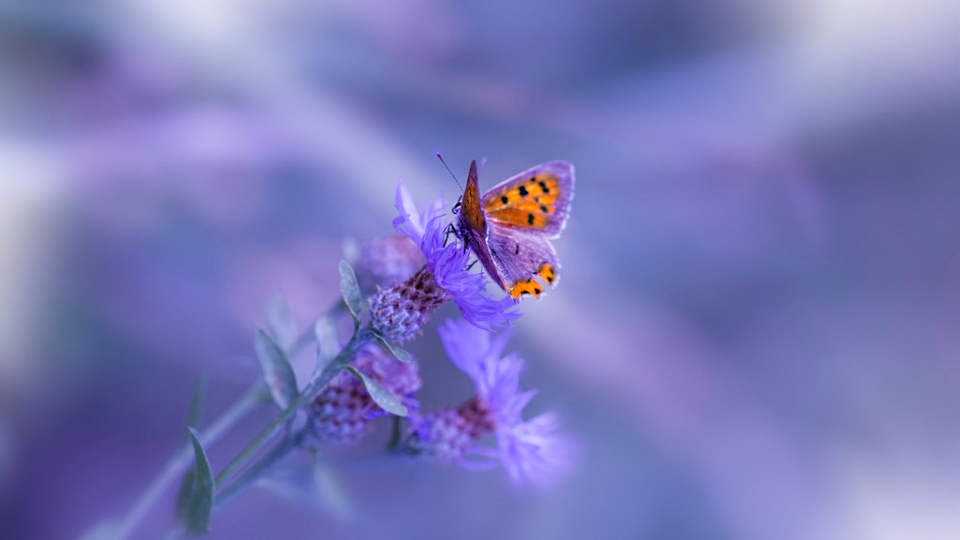 惊天逆转夜，阿劳霍爆裂破局，尼斯气走莱比锡红牛！