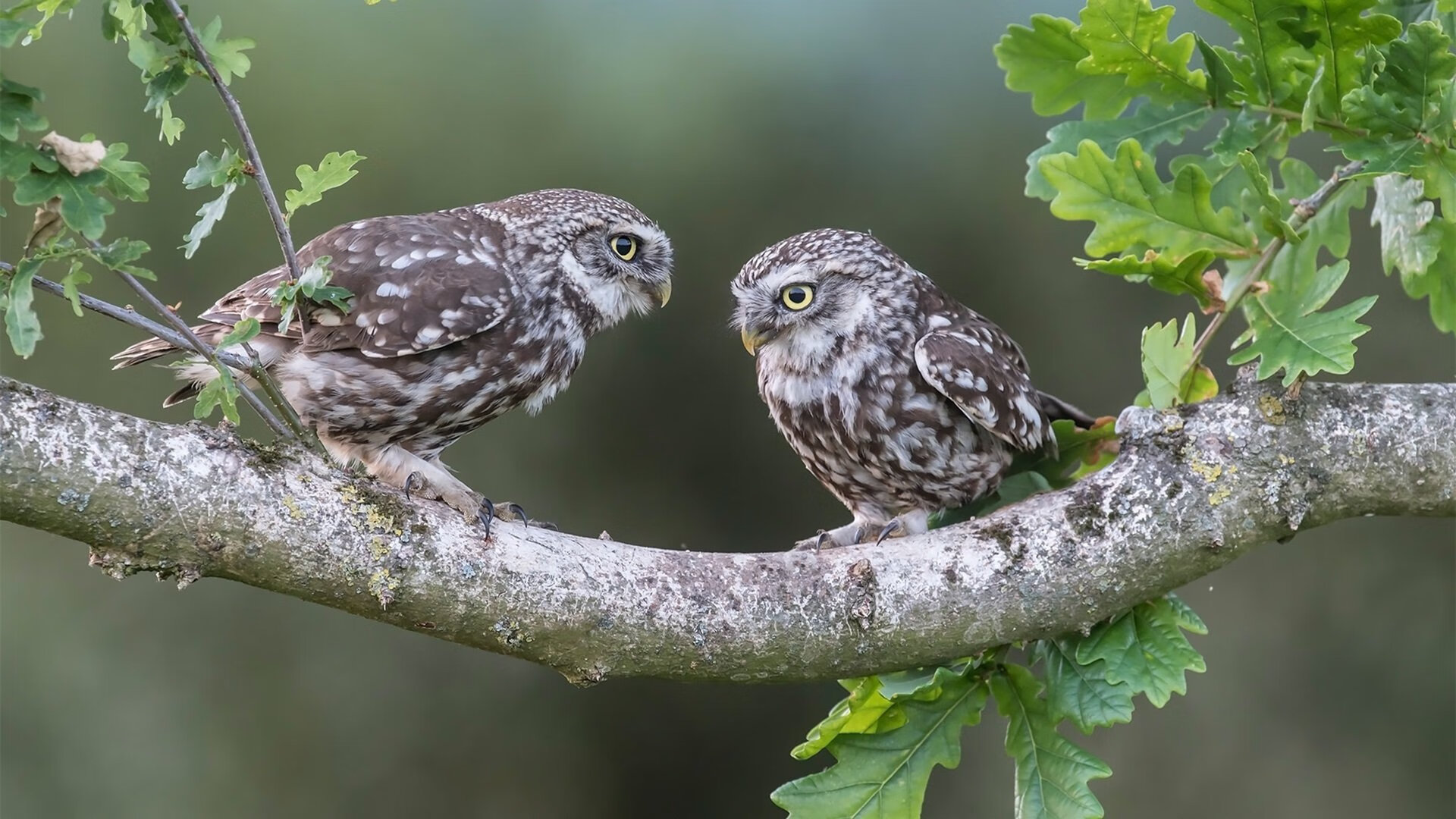 中场智造，中国节奏驯服突尼斯，京多安大师课诠释现代足球核心密码