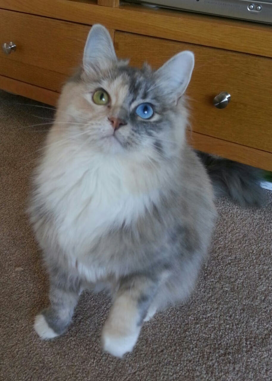 开云体育-压制与绽放，公牛围剿灰熊，杰伦·格林化身关键先生