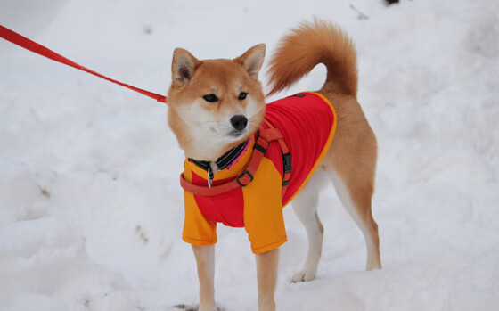 开云下载-F1街道赛之夜，莫德里奇的制胜传奇