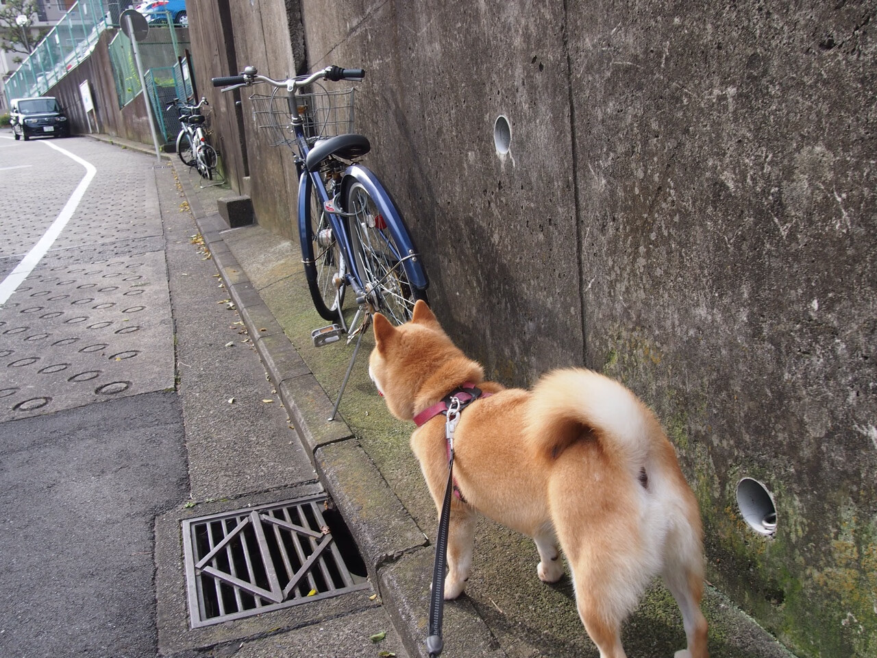 逆境怒吼!尼克斯生死战全面压制森林狼,昂首挺进总决赛