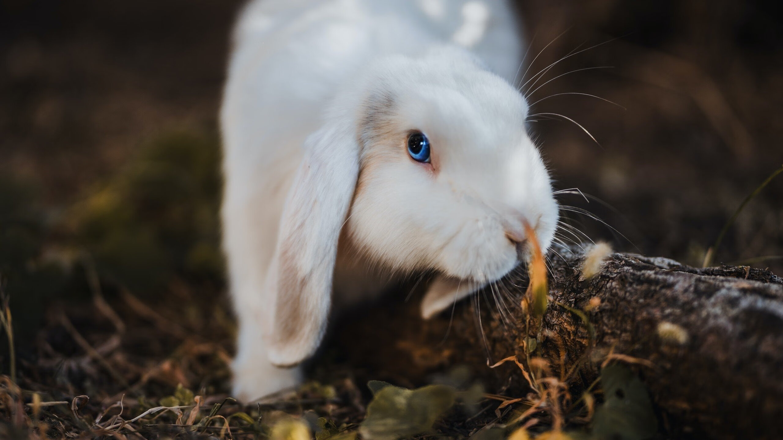 奥运周期与绿茵证明，哈兰德的焦点之战