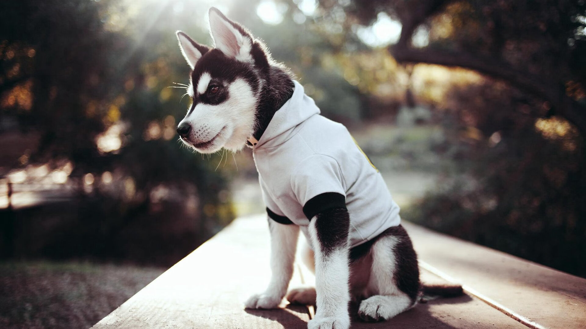 开云体育app-致命绝杀！霍勒迪零秒封喉，鹈鹕压哨击碎广东不败金身