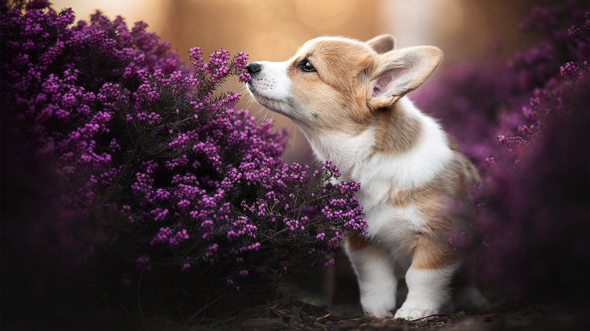 末节狂飙!火箭窒息防守绞杀绿军,欧文抢七封神再现死神本色