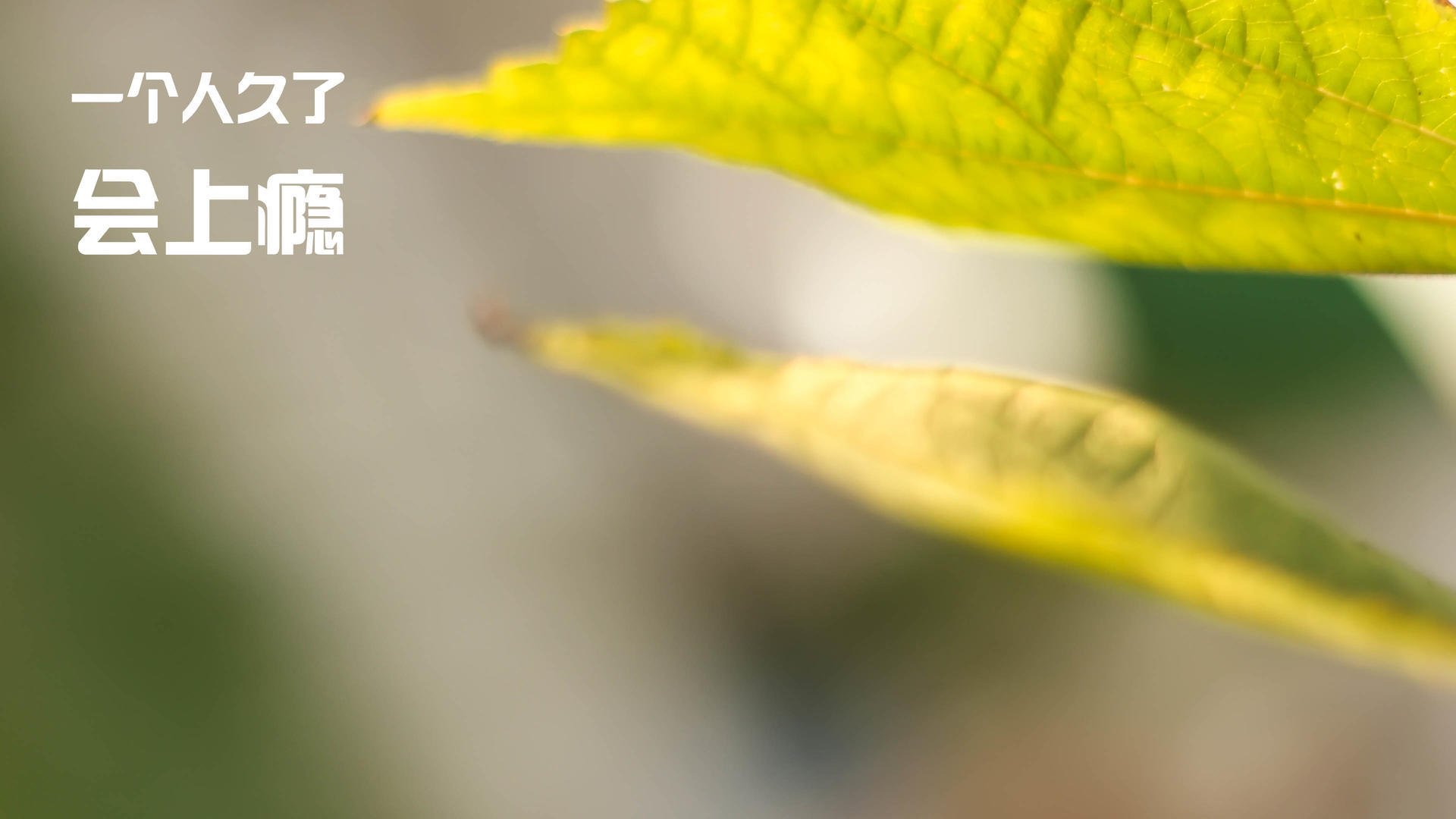 双线征服,从绿茵场到赛车道的意志之战